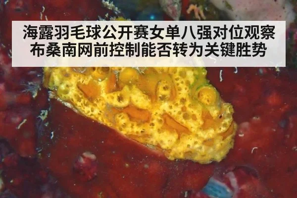 海露羽毛球公开赛女单八强对位观察 布桑南网前控制能否转为关键胜势 | jiuyou game